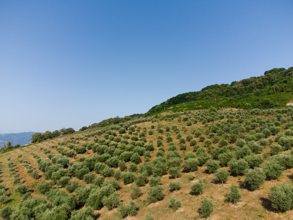 DJI_0019