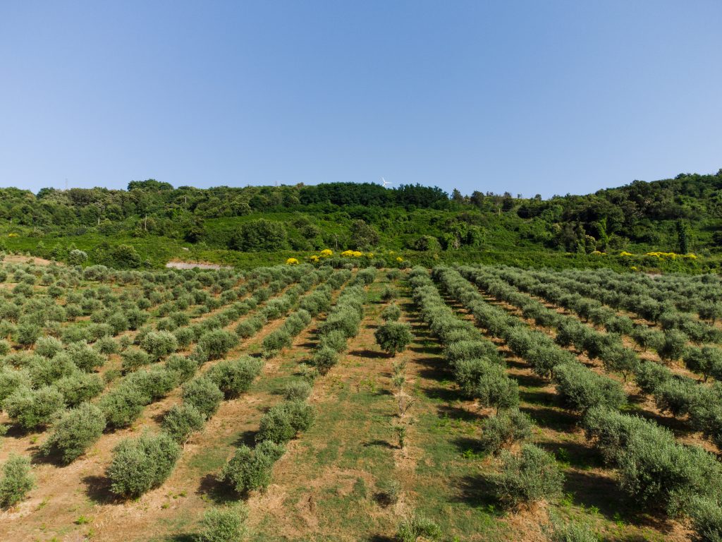 DJI_0020